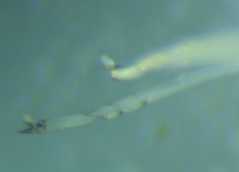 Black markings around the tarsal joinings of the hind leg.  Male Baetis tricaudatus (Blue-Winged Olive) Mayfly Spinner from Silver Creek in Idaho