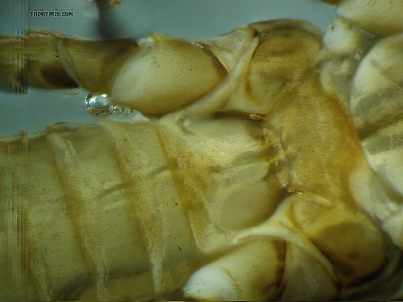 Metabasisternum with a good view of the furcal pits and sutures that confirm the family ID.  Male Doroneuria baumanni (Golden Stone) Stonefly Adult from the Foss River in Washington