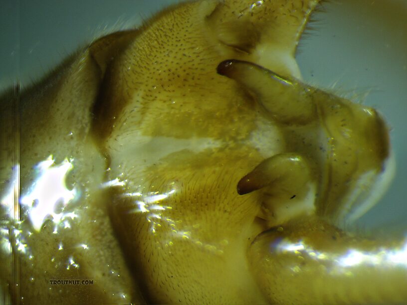 Dorsal closeup view of the terminalia.  Male Doroneuria baumanni (Golden Stone) Stonefly Adult from the Foss River in Washington