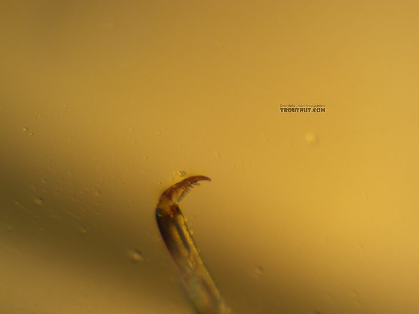 Foreclaw.  Baetis tricaudatus (Blue-Winged Olive) Mayfly Nymph from the Yakima River in Washington