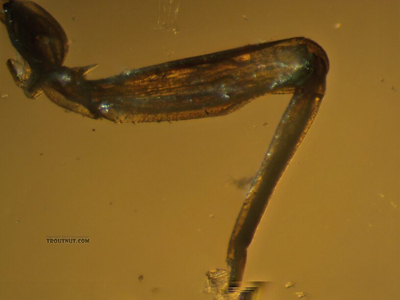 Foreleg.  Baetis tricaudatus (Blue-Winged Olive) Mayfly Nymph from the Yakima River in Washington