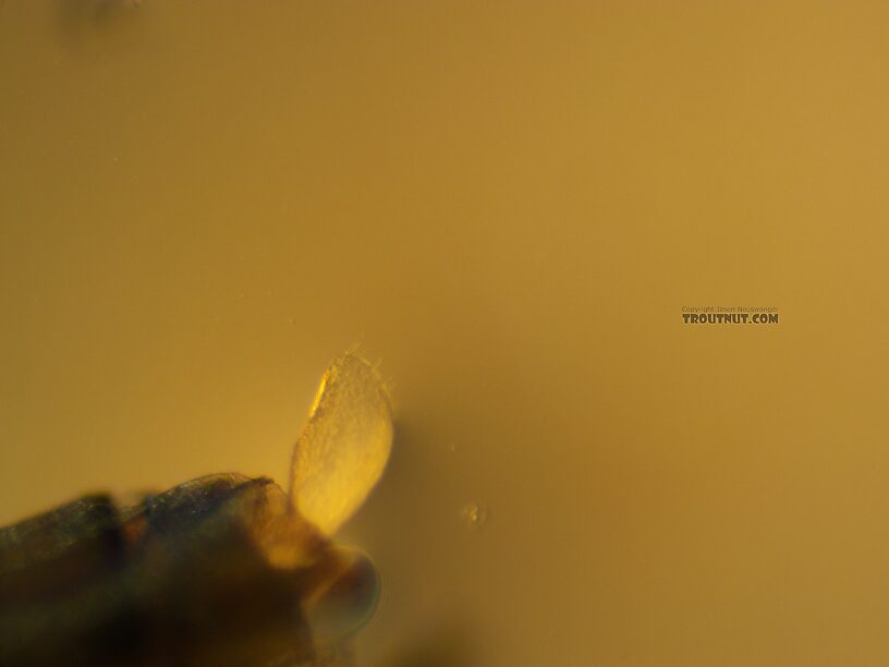 Setae on one of the gills.  Baetis tricaudatus (Blue-Winged Olive) Mayfly Nymph from the Yakima River in Washington