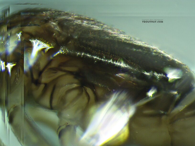 Hind wing pads visible here.  Baetis tricaudatus (Blue-Winged Olive) Mayfly Nymph from the Yakima River in Washington