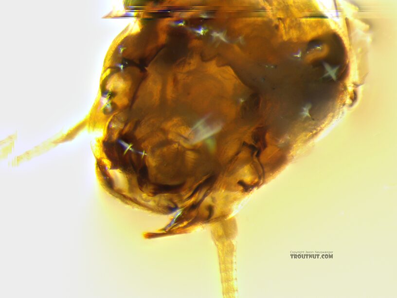 Baetis tricaudatus (Blue-Winged Olive) Mayfly Nymph from the Yakima River in Washington