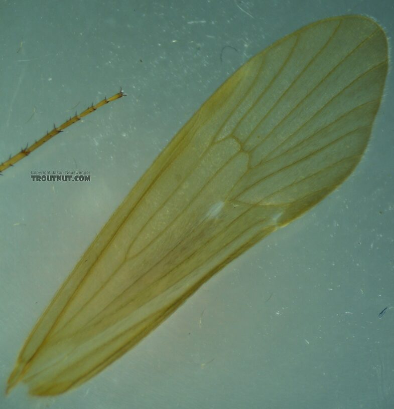 Fore wing  Onocosmoecus unicolor (Great Late-Summer Sedge) Caddisfly Adult from Trealtor Creek in Idaho