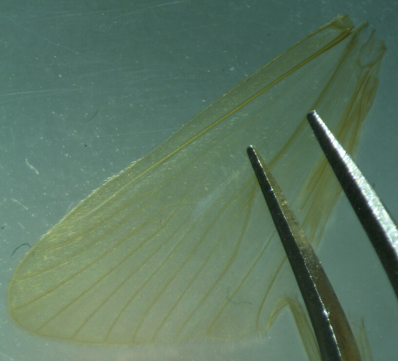 Hind wing, view 2  Onocosmoecus unicolor (Great Late-Summer Sedge) Caddisfly Adult from Trealtor Creek in Idaho