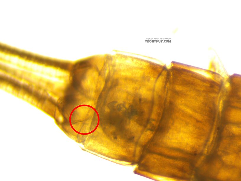 A closeup look at this one shows robust setae along the posterior margin of the 10th tergite. They're a little more clear under the scope than in the picture, but you can see them as short little spikes in the circled area (and a few elsewhere on that margin). I missed these the first time I tried to key this one out, because I didn't realize how subtle and difficult they can be to see.  Baetis tricaudatus (Blue-Winged Olive) Mayfly Nymph from the Yakima River in Washington