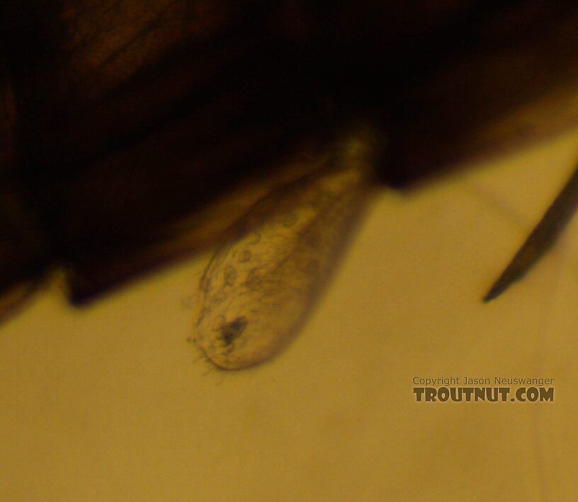 Another gill close-up. I think these are fine and not robust setae?  Baetis tricaudatus (Blue-Winged Olive) Mayfly Nymph from the Yakima River in Washington