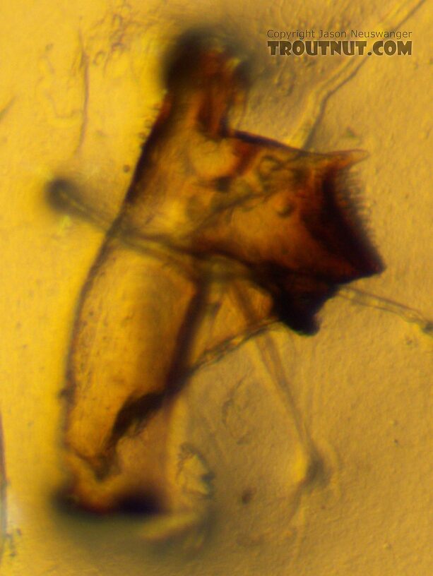 Mandible closeup.  Baetis tricaudatus (Blue-Winged Olive) Mayfly Nymph from the Yakima River in Washington