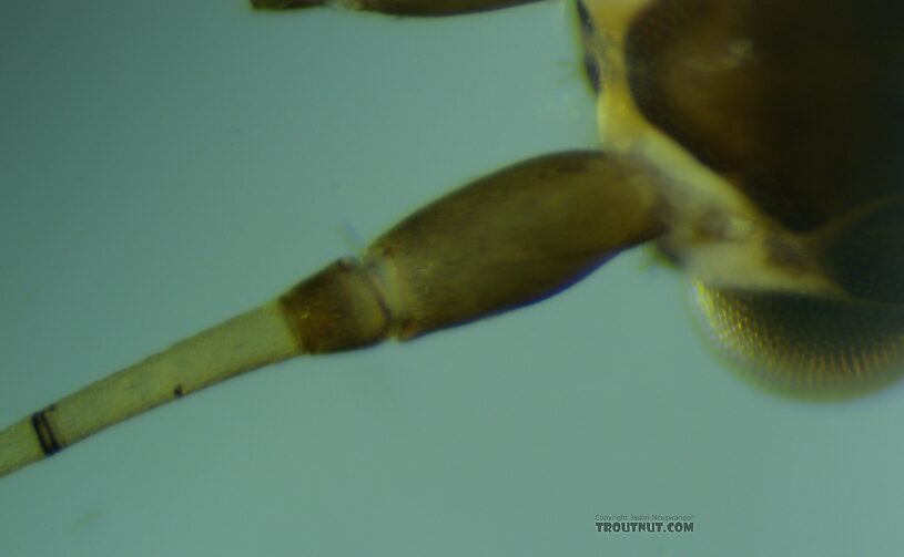 Leptoceridae Caddisfly Adult from the Henry's Fork of the Snake River in Idaho