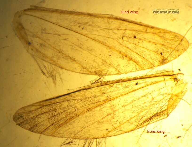 Leptoceridae Caddisfly Adult from the Henry's Fork of the Snake River in Idaho