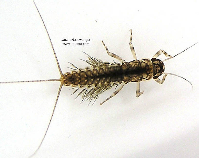 Leptophlebia cupida (Borcher Drake) Mayfly Nymph from the Namekagon River in Wisconsin