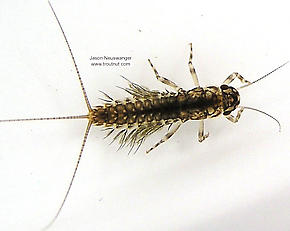 Leptophlebia cupida (Borcher Drake) Mayfly Nymph