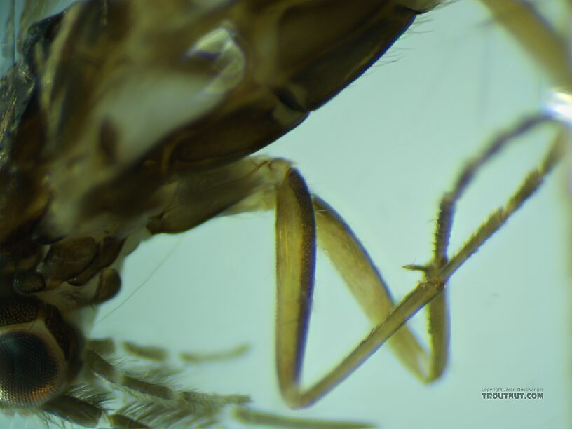 Leptoceridae Caddisfly Adult from the Henry's Fork of the Snake River in Idaho