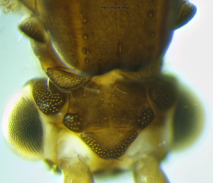 Leptoceridae Caddisfly Adult from the Henry's Fork of the Snake River in Idaho