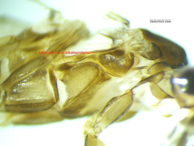 Leptoceridae Caddisfly Adult from the Henry's Fork of the Snake River in Idaho