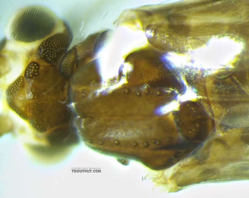 Leptoceridae Caddisfly Adult from the Henry's Fork of the Snake River in Idaho