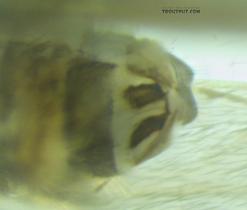 Ventral view of the terminalia.  Helicopsyche borealis (Speckled Peter) Caddisfly Adult from the Henry's Fork of the Snake River in Idaho