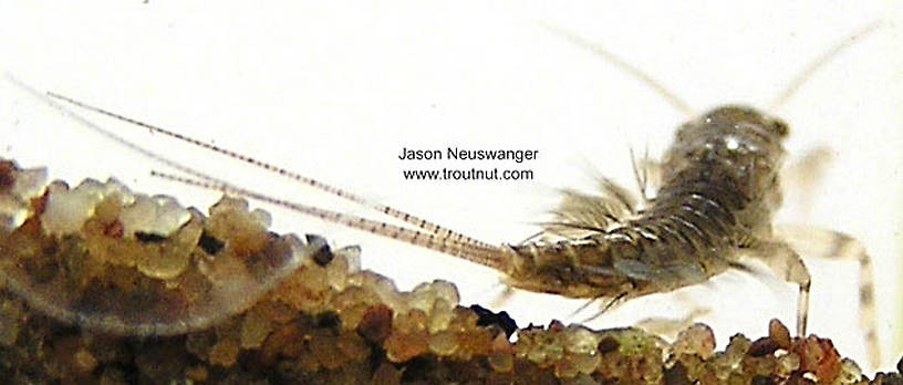 Leptophlebia cupida (Borcher Drake) Mayfly Nymph from the Namekagon River in Wisconsin