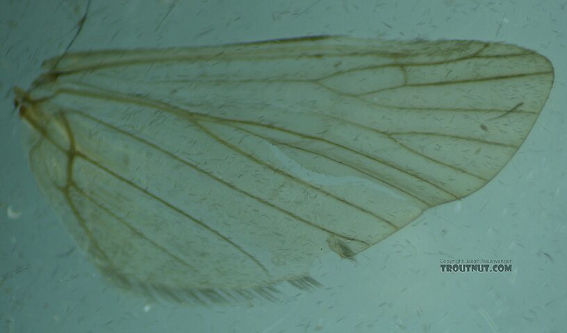 Hind wing  Male Hydropsyche (Spotted Sedges) Caddisfly Adult from the Henry's Fork of the Snake River in Idaho