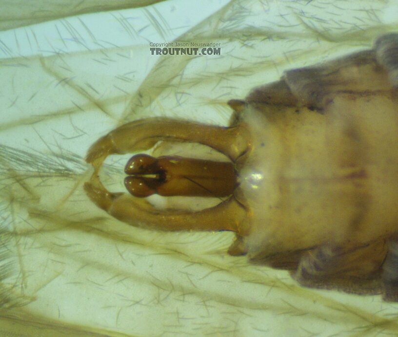 Male terminalia, ventral view.  Male Hydropsyche (Spotted Sedges) Caddisfly Adult from the Henry's Fork of the Snake River in Idaho