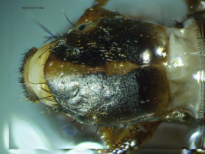 Arctopsyche grandis (Great Gray Spotted Sedge) Caddisfly Larva from the East Fork Big Lost River in Idaho