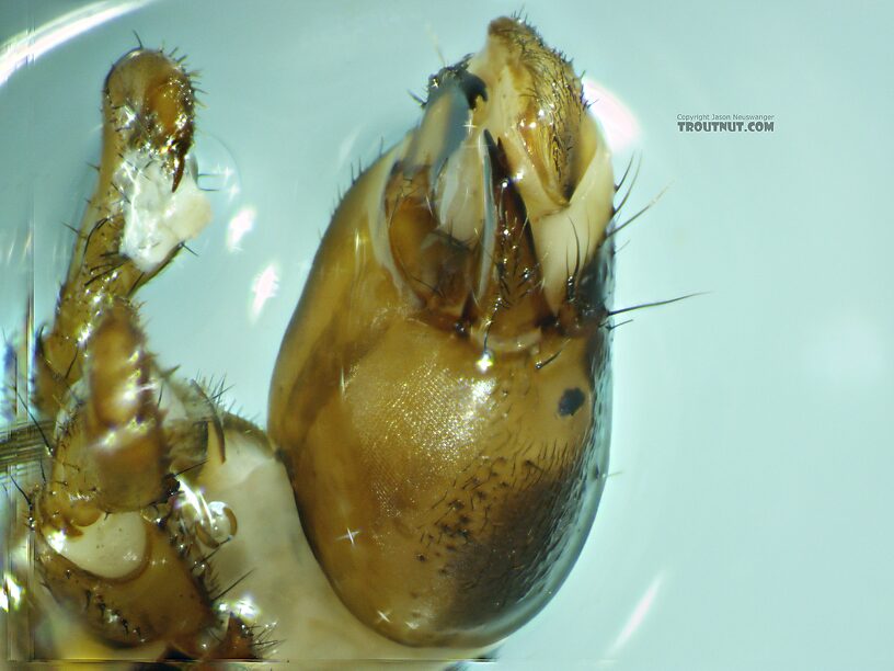 Arctopsyche grandis (Great Gray Spotted Sedge) Caddisfly Larva from the East Fork Big Lost River in Idaho