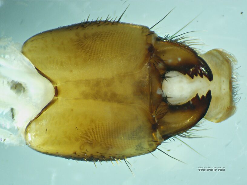 Arctopsyche grandis (Great Gray Spotted Sedge) Caddisfly Larva from the East Fork Big Lost River in Idaho