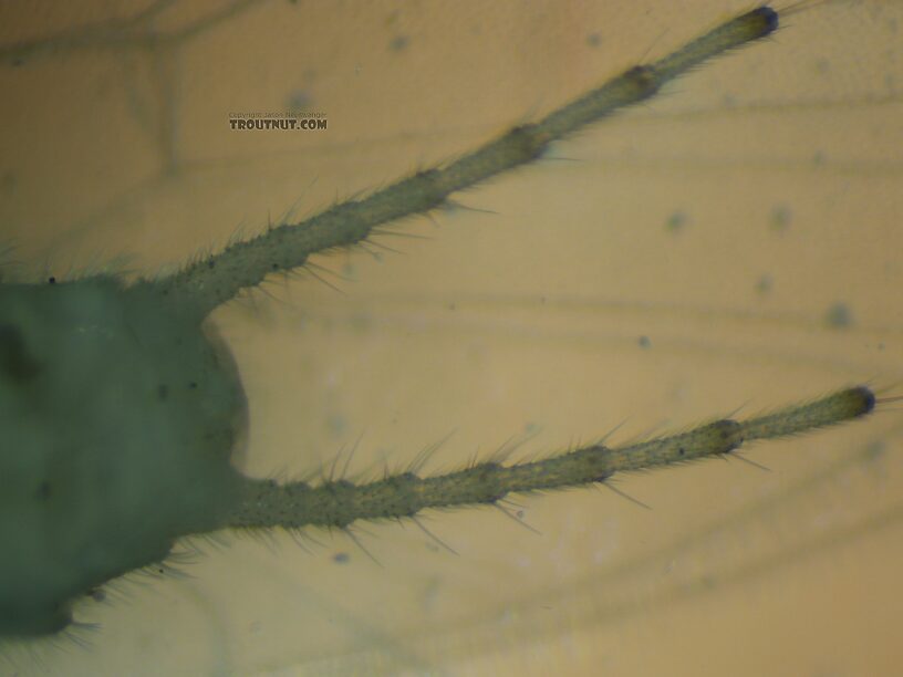 Cerci closeup.  Female Suwallia pallidula (Sallfly) Stonefly Adult from Mystery Creek #237 in Montana