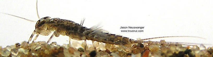 Leptophlebia cupida (Borcher Drake) Mayfly Nymph from the Namekagon River in Wisconsin