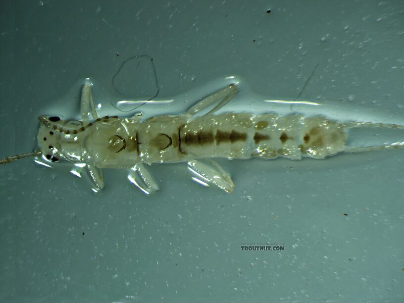 Dorsal view of the preserved specimen with wings removed.  Female Suwallia pallidula (Sallfly) Stonefly Adult from Mystery Creek #237 in Montana