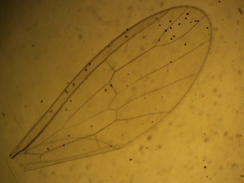 Hind wing. Note the folded anal area, which is key to identifying this species, actually folded around underneath the rest of the wing in this view (you can see the setae sticking off it).   Female Suwallia pallidula (Sallfly) Stonefly Adult from Mystery Creek #237 in Montana