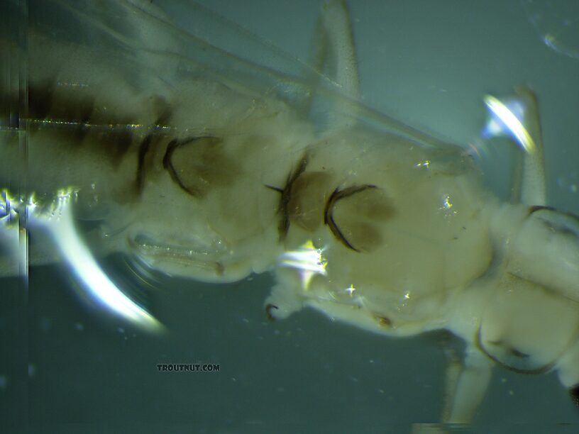 Female Suwallia pallidula (Sallfly) Stonefly Adult from Mystery Creek #237 in Montana