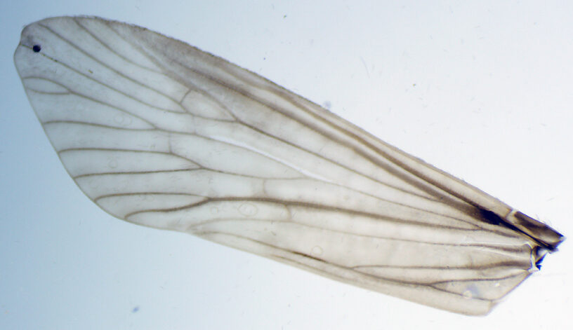 Forewing.  Male Cheumatopsyche (Little Sister Sedges) Caddisfly Adult from the Madison River in Montana