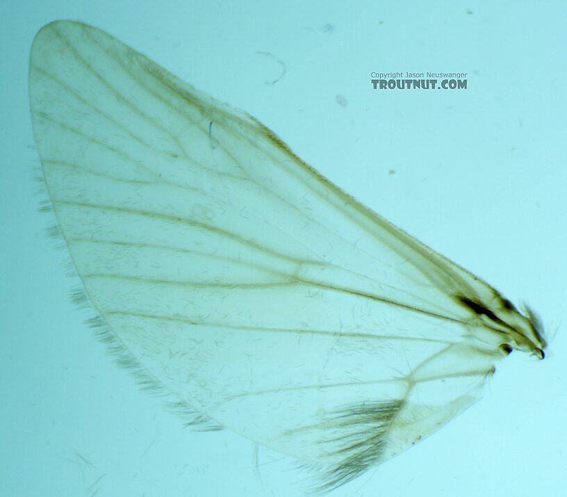 Hind wing  Male Cheumatopsyche (Little Sister Sedges) Caddisfly Adult from the Madison River in Montana