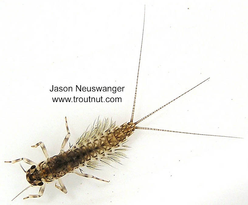 Leptophlebia cupida (Borcher Drake) Mayfly Nymph from the Namekagon River in Wisconsin