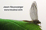 Female Baetidae (Blue-Winged Olives) Mayfly Dun