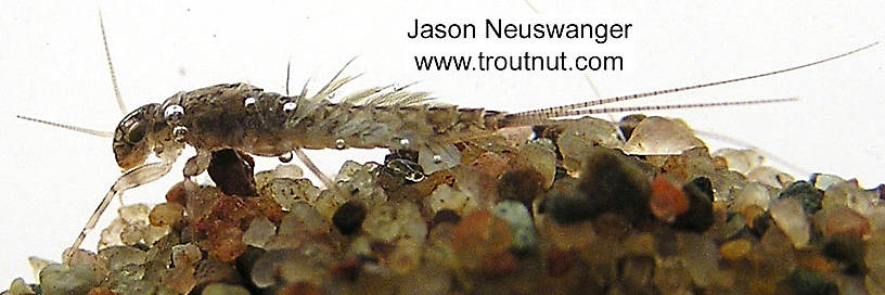 Leptophlebia cupida (Borcher Drake) Mayfly Nymph from the Namekagon River in Wisconsin