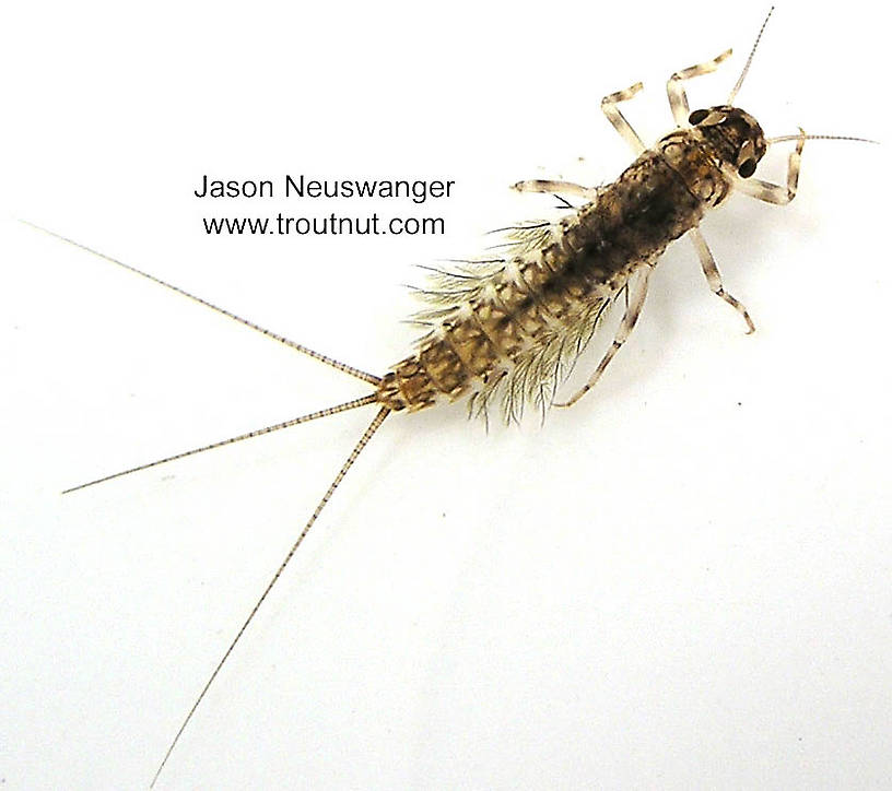 Leptophlebia cupida (Borcher Drake) Mayfly Nymph from the Namekagon River in Wisconsin