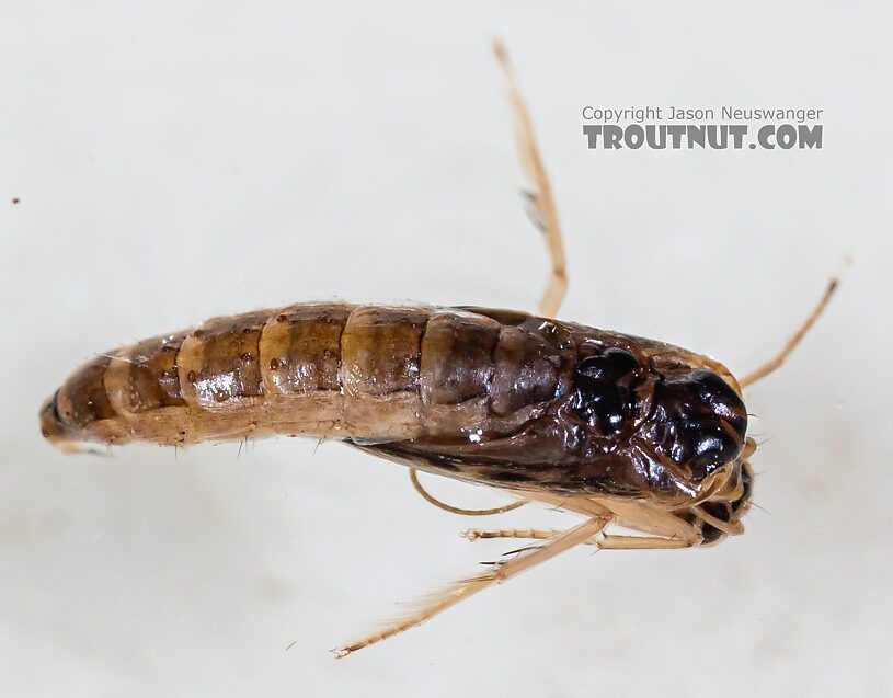 Helicopsyche borealis (Speckled Peter) Caddisfly Pupa from the Yakima River in Washington