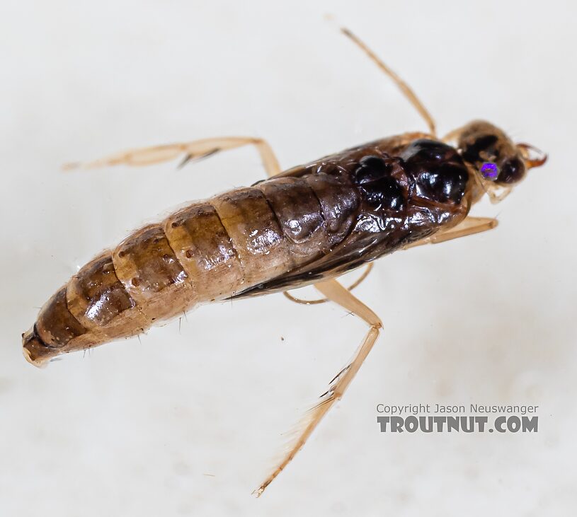 Helicopsyche borealis (Speckled Peter) Caddisfly Pupa from the Yakima River in Washington