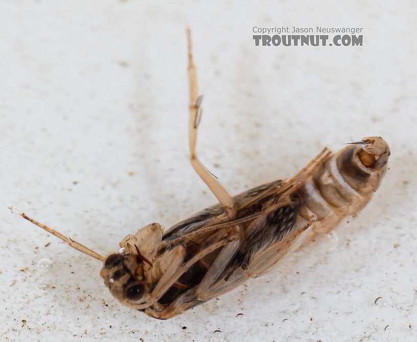 Helicopsyche borealis (Speckled Peter) Caddisfly Pupa from the Yakima River in Washington