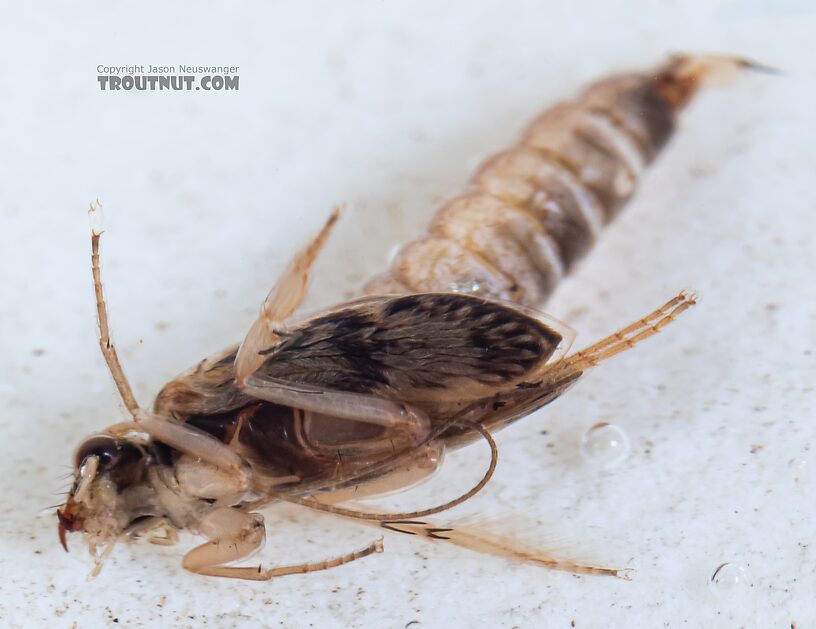 Helicopsyche borealis (Speckled Peter) Caddisfly Pupa from the Yakima River in Washington