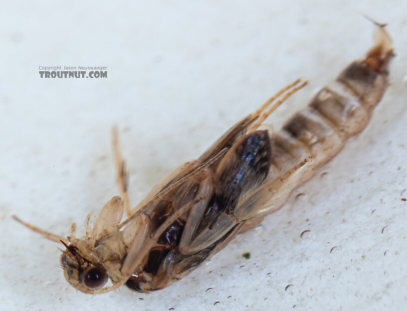 Helicopsyche borealis (Speckled Peter) Caddisfly Pupa from the Yakima River in Washington