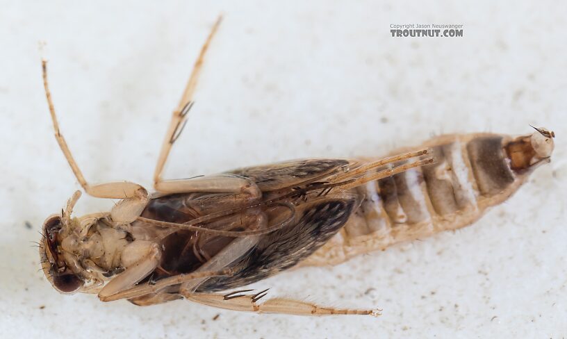 Helicopsyche borealis (Speckled Peter) Caddisfly Pupa from the Yakima River in Washington