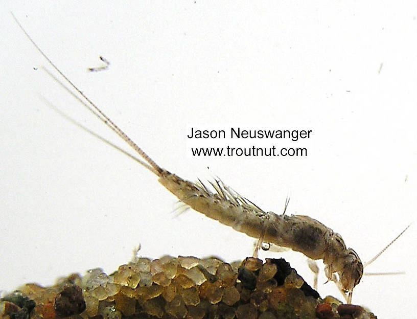 Leptophlebia cupida (Borcher Drake) Mayfly Nymph from the Namekagon River in Wisconsin