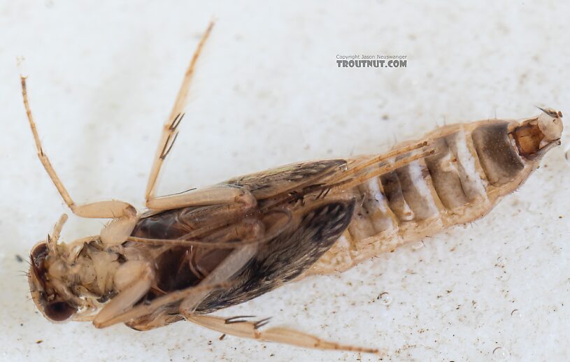 Helicopsyche borealis (Speckled Peter) Caddisfly Pupa from the Yakima River in Washington