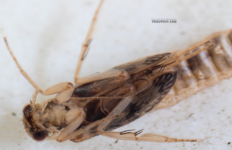 Helicopsyche borealis (Speckled Peter) Caddisfly Pupa from the Yakima River in Washington