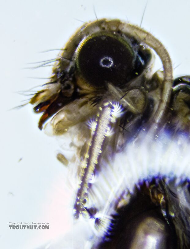 Helicopsyche borealis (Speckled Peter) Caddisfly Pupa from the Yakima River in Washington