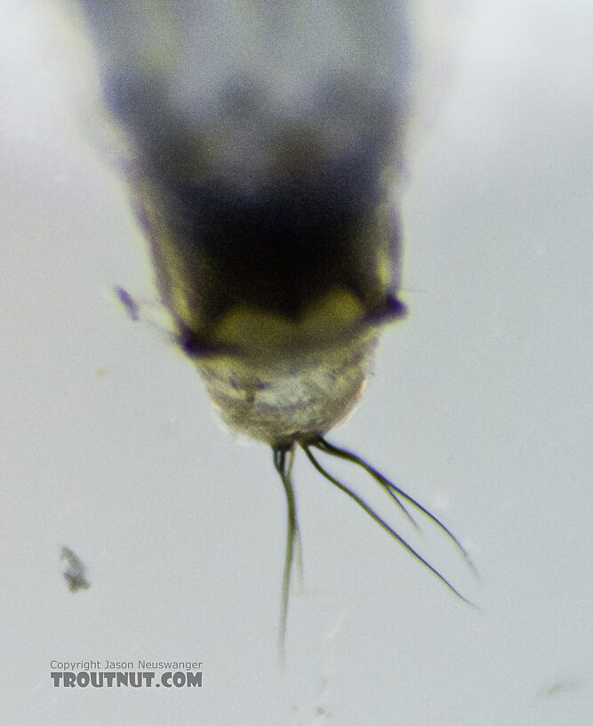 Helicopsyche borealis (Speckled Peter) Caddisfly Pupa from the Yakima River in Washington